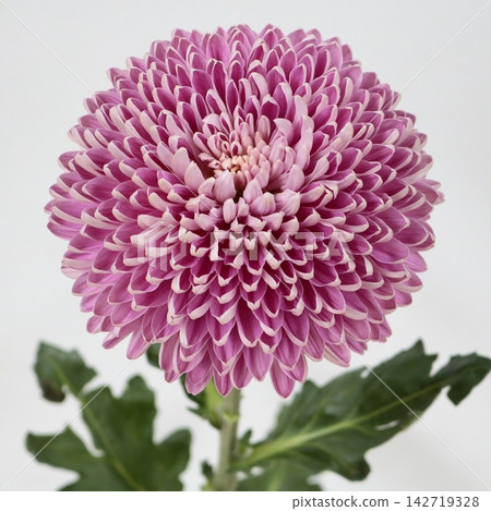 粉紅色菊花,去苞菊花「高級訂製」切花 粉紅色菊花,去苞菊花「高級訂製」切花 142719328
