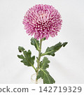 粉紅色菊花，去苞菊花「高級訂製」切花 142719329