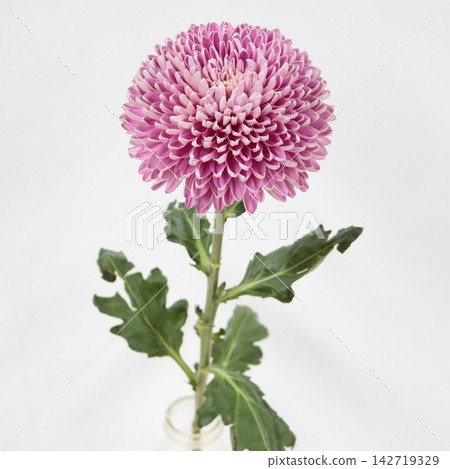 粉紅色菊花，去苞菊花「高級訂製」切花 142719329