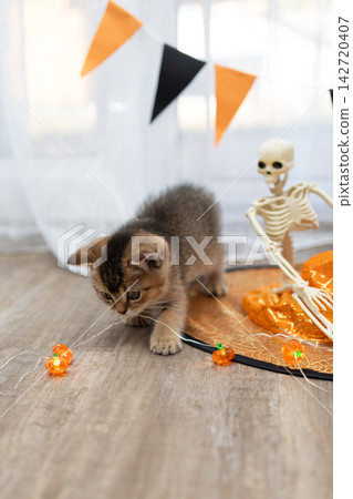 Halloween kitten paws at pumpkin shaped string lights in festive indoor decor Halloween kitten paws at pumpkin shaped string lights in festive indoor decor 142720407