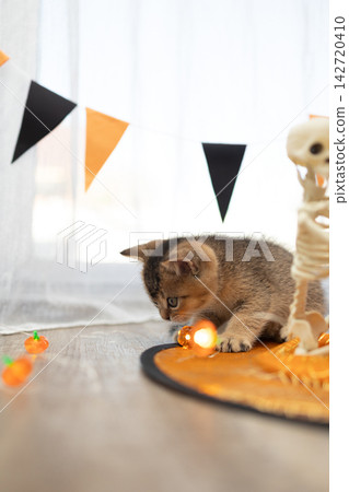 Halloween kitten playing with a glowing pumpkin decoration in a cozy indoor home setup Halloween kitten playing with a glowing pumpkin decoration in a cozy indoor home setup 142720410