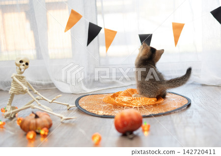 Halloween kitten sitting on a spiderweb mat beside skeleton prop with bunting and pumpkins indoors Halloween kitten sitting on a spiderweb mat beside skeleton prop with bunting and pumpkins indoors 142720411
