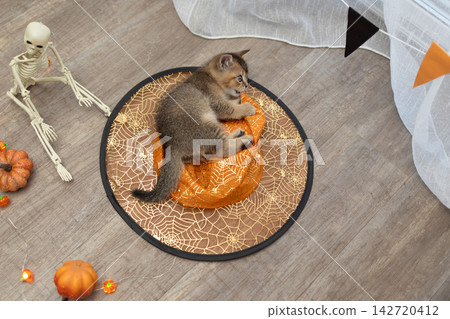 Playful Halloween kitten lounging on a spiderweb witch hat among cozy home decor 142720412