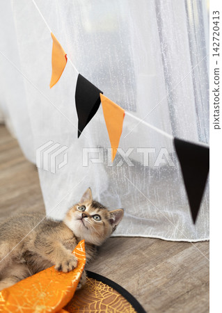 Halloween kitten awake and curious in a cozy indoor living room with festive bunting Halloween kitten awake and curious in a cozy indoor living room with festive bunting 142720413