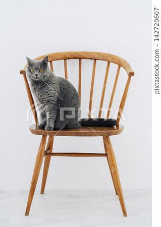 British Shorthair British Shorthair 142720607