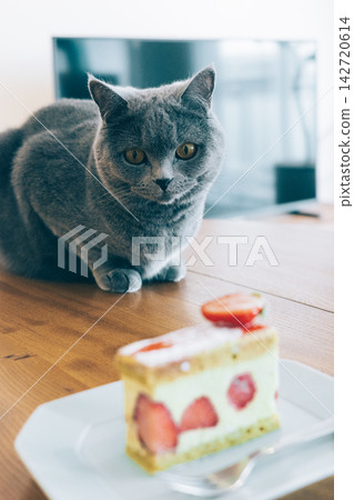英國短毛貓 142720614