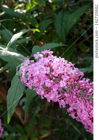 佛花 142720682
