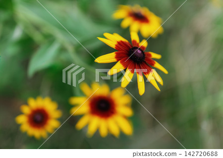 照片中顯示了四朵金光菊,花瓣有黃色和深棕色兩種;焦點清晰的花朵朝右上方開放。 照片中顯示了四朵金光菊,花瓣有黃色和深棕色兩種;焦點清晰的花朵朝右上方開放。 142720688