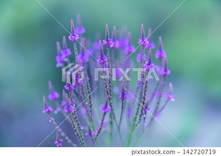 A beautiful purple Verbena hastata is captured in a bokeh background. 142720719