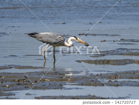 A grey heron catches its prey, a mantis shrimp. A grey heron catches its prey, a mantis shrimp. 142720727