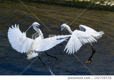Two little egrets fiercely competing. Two little egrets fiercely competing. 142720728