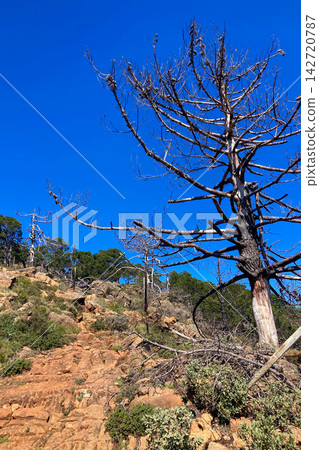 Burnt forest landscape across Sierra Bermeja and the Reales peaks showing wildfire aftermath and stark natural resilience in southern Spain. Burnt forest landscape across Sierra Bermeja and the Reales peaks showing wildfire aftermath and stark natural resilience in southern Spain. 142720787