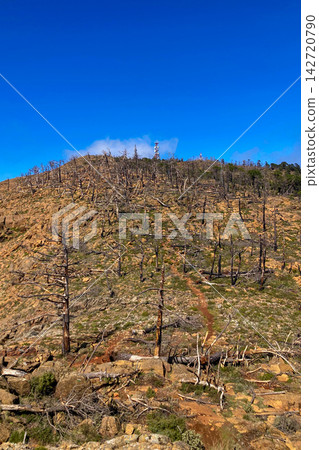 Burnt forest landscape across Sierra Bermeja and the Reales peaks showing wildfire aftermath and stark natural resilience in southern Spain. Burnt forest landscape across Sierra Bermeja and the Reales peaks showing wildfire aftermath and stark natural resilience in southern Spain. 142720790