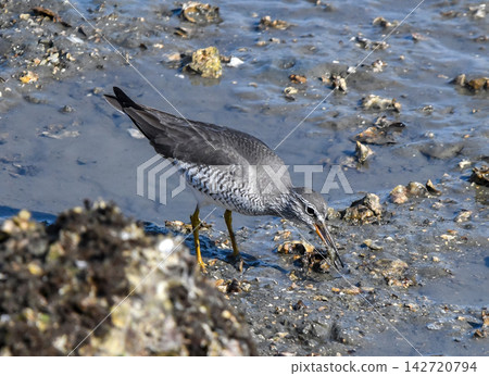 A Common Sandpiper catches its prey, a shrimp. A Common Sandpiper catches its prey, a shrimp. 142720794