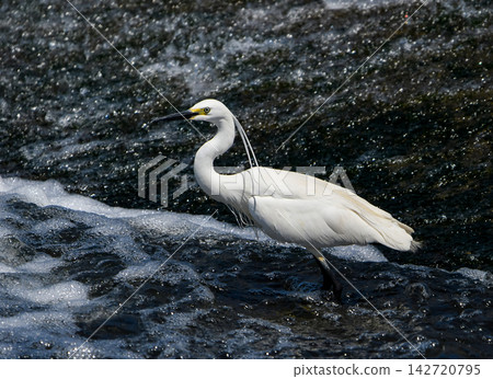 Little egret standing at the estuary weir Little egret standing at the estuary weir 142720795