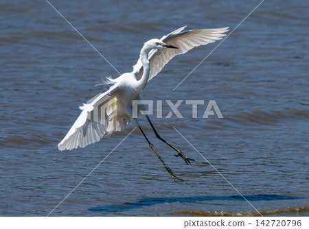 A great egret about to land on the mudflats 142720796