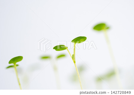 利用景深疊加技術拍攝的堇菜嫩芽和子葉。 142720849