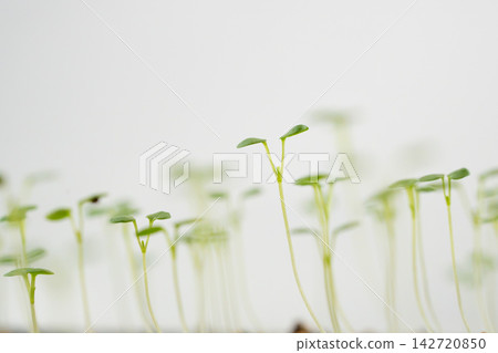 白色背景上的三色堇嫩芽和細小的子葉 白色背景上的三色堇嫩芽和細小的子葉 142720850