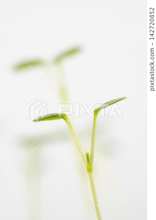Macro photography of viola seedlings against a white background. Macro photography of viola seedlings against a white background. 142720852