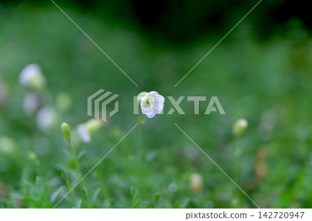 照片中可以看到一株白色的小野花,可能是波斯婆婆納(Veronica persica),孤零零地立在那裡。 照片中可以看到一株白色的小野花,可能是波斯婆婆納(Veronica persica),孤零零地立在那裡。 142720947