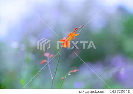 畫面中央是一朵小小的橘色番紅花,位於橫向構圖的中心。周圍是美麗的花田虛化效果。 畫面中央是一朵小小的橘色番紅花,位於橫向構圖的中心。周圍是美麗的花田虛化效果。 142720948