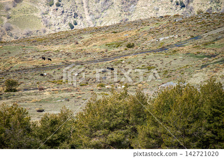 A hiking trail leads toward Mulhacen peak revealing dramatic alpine terrain expansive vistas and crisp winter light in the Sierra Nevada Mountains in Spain 142721020