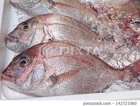 A close-up of magnificent, incredibly fresh sea bream lined up on ice. A close-up of magnificent, incredibly fresh sea bream lined up on ice. 142721060