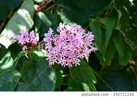 Close-up of Clerodendrum bungei flowers Close-up of Clerodendrum bungei flowers 142721198
