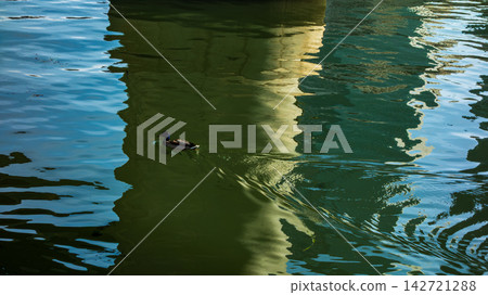 The shadows of structures reflected on the water's surface, and ducks swimming peacefully. The shadows of structures reflected on the water's surface, and ducks swimming peacefully. 142721288
