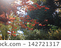 Momiji who changed leaves 142721317