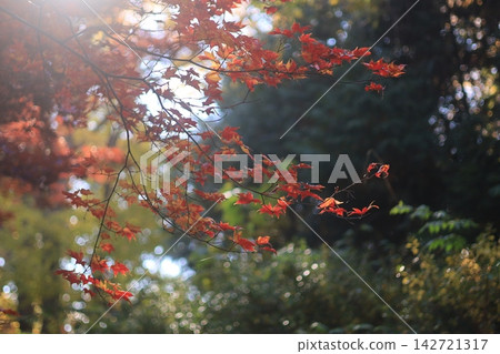 改變葉子的Momiji 改變葉子的Momiji 142721317