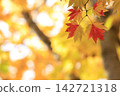 Yellow autumn leaves 142721318