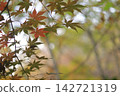 Momiji began to color 142721319