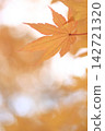 Maple  142721320