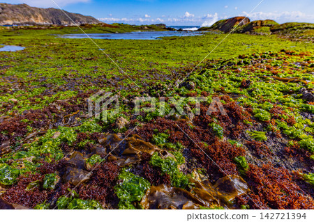 【靜岡縣】伊豆半島地質公園,惠比壽島:千條敷上的藤壺和海萵苣 【靜岡縣】伊豆半島地質公園,惠比壽島:千條敷上的藤壺和海萵苣 142721394