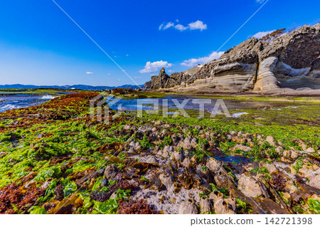 [Shizuoka Prefecture] Izu Peninsula Geopark, Ebisu Island: Barnacles and sea lettuce on Senjojiki 142721398