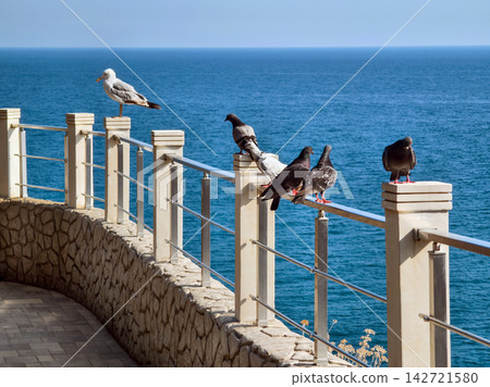 Birds sitting on a railing by the ocean with a clear blue sky in the background Birds sitting on a railing by the ocean with a clear blue sky in the background 142721580