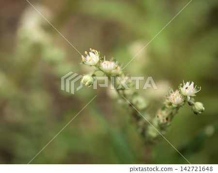 在盛夏的餘熱中,蓼屬植物(Polygonum thunbergii)嬌嫩的白色花朵在九月開始綻放。 在盛夏的餘熱中,蓼屬植物(Polygonum thunbergii)嬌嫩的白色花朵在九月開始綻放。 142721648
