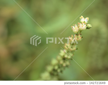 在盛夏的餘熱中,蓼屬植物(Polygonum thunbergii)嬌嫩的白色花朵在九月開始綻放。 在盛夏的餘熱中,蓼屬植物(Polygonum thunbergii)嬌嫩的白色花朵在九月開始綻放。 142721649