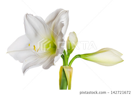 Hippeastrum or Amaryllis flowers ,white amaryllis flowers isolated on white background 142721672