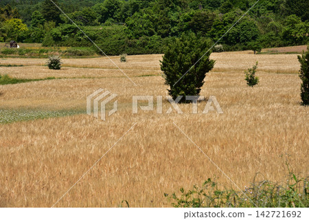 Golden wheat fields and rural landscapes spread out against the backdrop of lush green mountains. Golden wheat fields and rural landscapes spread out against the backdrop of lush green mountains. 142721692