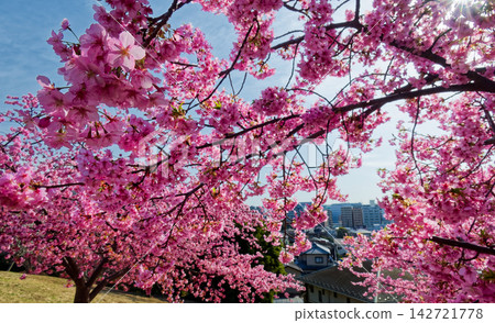 Kawazu cherry blossoms at Nakagawa Hachimanyama Park in Kohoku New Town, Yokohama. Kawazu cherry blossoms at Nakagawa Hachimanyama Park in Kohoku New Town, Yokohama. 142721778