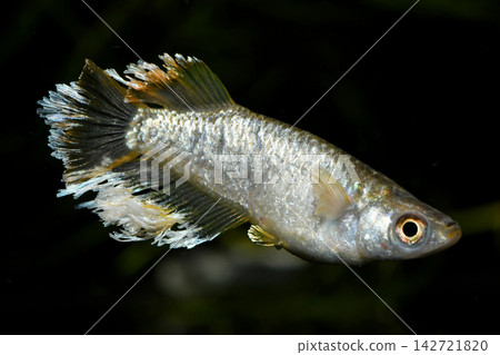 美麗的長鰭青鱂魚 142721820
