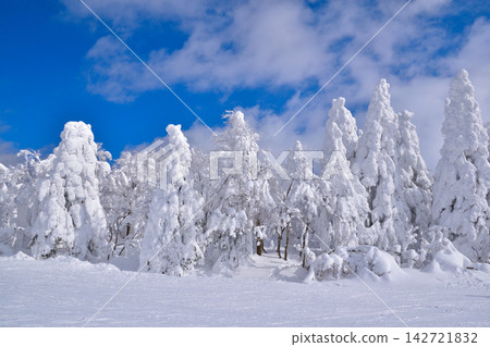 冬日,覆蓋著霜雪的樹木,山形藏王 冬日,覆蓋著霜雪的樹木,山形藏王 142721832