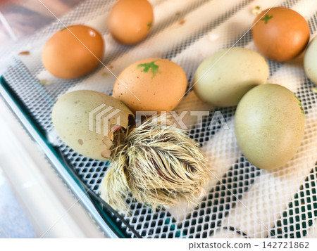 Baby chick emerging from its broken eggshell inside an incubator, surrounded by other incubating eggs, symbolizing birth, development, and new beginnings in poultry farming. Baby chick emerging from its broken eggshell inside an incubator, surrounded by other incubating eggs, symbolizing birth, development, and new beginnings in poultry farming. 142721862
