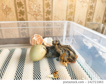 Newborn chicks emerging from their eggshells inside a transparent incubator, symbolizing new life, birth, and the beginning of a cycle. Newborn chicks emerging from their eggshells inside a transparent incubator, symbolizing new life, birth, and the beginning of a cycle. 142721863