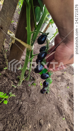 Hand picking ripe indigo rose black grape tomatoes from a flourishing plant, showcasing organic farming and the bounty of a successful backyard greenhouse harvest in rich soil. 142721876