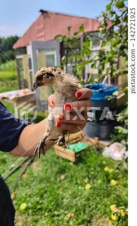 Person holding a fluffy baby chick by its body with red painted nails, showcasing new life and poultry farming on a sunny day in a rural garden setting. Person holding a fluffy baby chick by its body with red painted nails, showcasing new life and poultry farming on a sunny day in a rural garden setting. 142721925