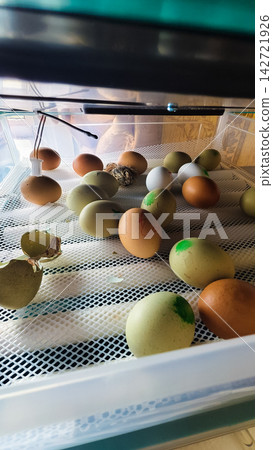 Variety of bird eggs of different colors incubating inside a clear container, with some eggs beginning to hatch and showing a new life emerging. Variety of bird eggs of different colors incubating inside a clear container, with some eggs beginning to hatch and showing a new life emerging. 142721926