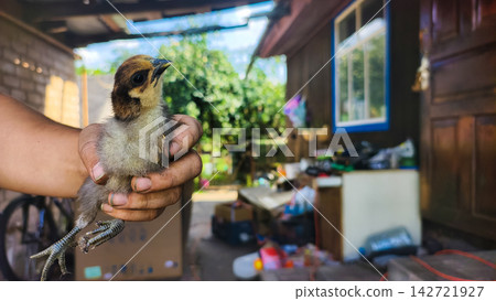 Hand gently holding a young chick, showcasing new life and care in a rustic farm environment with blurred background details of a simple dwelling and lush greenery. Hand gently holding a young chick, showcasing new life and care in a rustic farm environment with blurred background details of a simple dwelling and lush greenery. 142721927